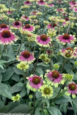 Sweet Sandia Coneflower (Echinacea) - 1 Gallon Pot -Garden Care echinacea purpurea sweet sandia coneflower 4