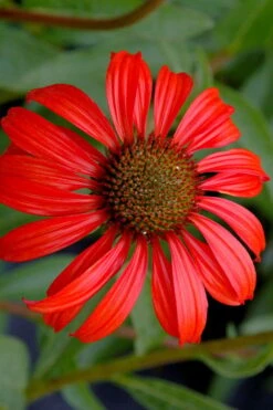Tomato Soup Coneflower (Echinacea) - 1 Gallon Pot -Garden Care echinacea tomato soup coneflower 3