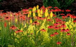 Tomato Soup Coneflower (Echinacea) - 1 Gallon Pot -Garden Care echinacea tomato soup coneflower 5