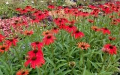 Tomato Soup Coneflower (Echinacea) - 1 Gallon Pot -Garden Care echinacea tomato soup coneflower 6
