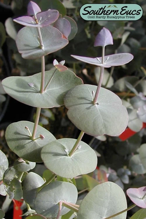 Luna Cold Hardy Eucalyptus Tree (Eucalyptus Perriniana) - 3 Quart Pot 1 Luna Cold Hardy Eucalyptus Tree (Eucalyptus Perriniana) - 3 Quart Pot