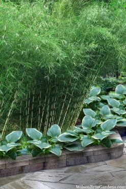 Robust Bamboo - Fargesia Robusta - 1 Gallon Pot -Garden Care fargesia robusta robust clumping bamboo 103