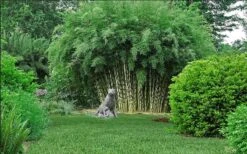 Robust Bamboo - Fargesia Robusta - 1 Gallon Pot -Garden Care fargesia robusta robust clumping bamboo 105