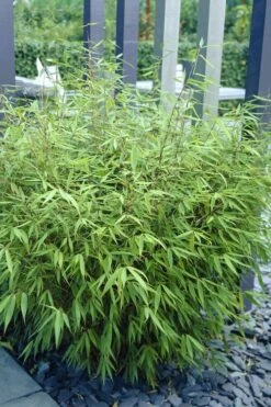 Sunset Glow Clumping Bamboo (Fargesia Rufa) - 3 Gallon Pot -Garden Care fargesia rufa sunset glow clumping bamboo 1