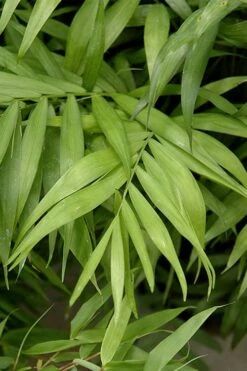 Sunset Glow Clumping Bamboo (Fargesia Rufa) - 3 Gallon Pot -Garden Care fargesia rufa sunset glow clumping bamboo 2