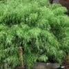 Sunset Glow Clumping Bamboo (Fargesia Rufa) - 3 Gallon Pot