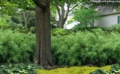 Sunset Glow Clumping Bamboo (Fargesia Rufa) - 3 Gallon Pot -Garden Care fargesia rufa sunset glow clumping bamboo 9