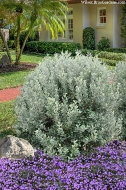 Bambina Dwarf Pineapple Guava (Feijoa Sellowiana ' Tharfiona') - 3 Gallon Pot -Garden Care feijoa sellowiana tharfiona bambina pineapple guava 3