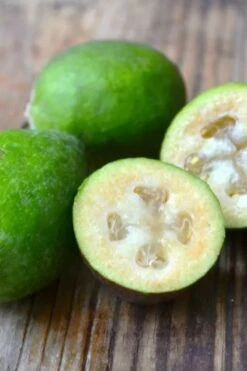 Bambina Dwarf Pineapple Guava (Feijoa Sellowiana ' Tharfiona') - 3 Gallon Pot -Garden Care feijoa sellowiana tharfiona bambina pineapple guava 5