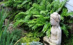 Japanese Holly Fern - Cyrtomium Falcatum 'Rochfordianum' - 2.5 Quart Pot 11 Japanese Holly Fern - Cyrtomium Falcatum 'Rochfordianum' - 2.5 Quart Pot -Garden Care fern20holly203