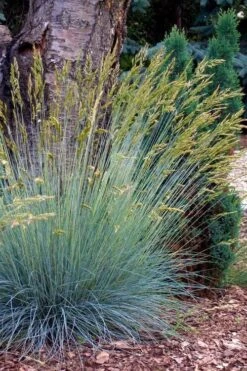 Blue Fescue Grass (Festuca Glauca) - 10 Pack Of Quart Pots -Garden Care festuca glauca blue fescue grass 13