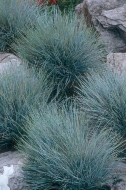 Blue Fescue Grass (Festuca Glauca) - 10 Pack Of Quart Pots -Garden Care festuca glauca blue fescue grass 14