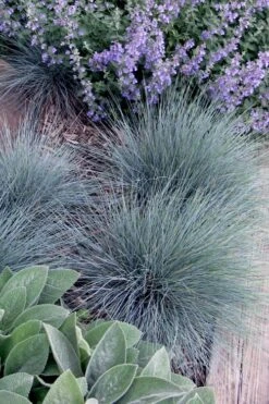 Blue Fescue Grass (Festuca Glauca) - 10 Pack Of Quart Pots -Garden Care festuca glauca blue fescue grass 7