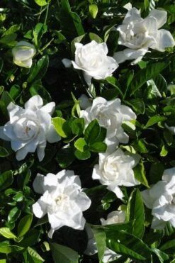 Snow Puff Hardy Gardenia - 7 Gallon Pot -Garden Care gardenia jasminoides snow puff 2