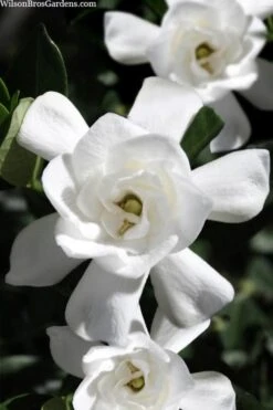 Steady As She Goes Hardy Gardenia - 3 Gallon Pot -Garden Care gardenia jasminoides steady as she goes 1