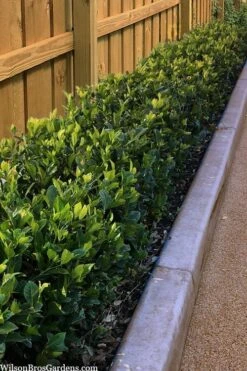 Summer Snow Gardenia - 3 Gallon Pot 11 Summer Snow Gardenia - 3 Gallon Pot -Garden Care gardenia jasminoides summer snow 11