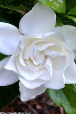 Summer Snow Gardenia - 3 Gallon Pot 15 Summer Snow Gardenia - 3 Gallon Pot -Garden Care gardenia jasminoides summer snow 3
