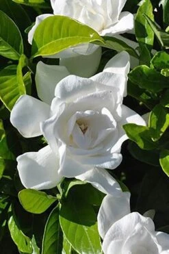 Summer Snow Gardenia - 3 Gallon Pot 12 Summer Snow Gardenia - 3 Gallon Pot -Garden Care gardenia jasminoides summer snow 4