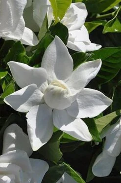 Summer Snow Gardenia - 3 Gallon Pot 14 Summer Snow Gardenia - 3 Gallon Pot -Garden Care gardenia jasminoides summer snow 5