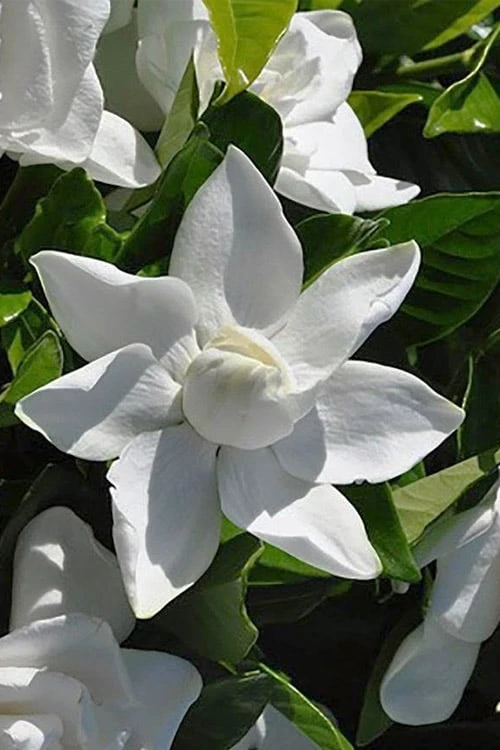 Summer Snow Gardenia - 3 Gallon Pot 7 Summer Snow Gardenia - 3 Gallon Pot - Image 7