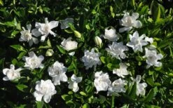 Summer Snow Gardenia - 3 Gallon Pot 13 Summer Snow Gardenia - 3 Gallon Pot -Garden Care gardenia jasminoides summer snow 9