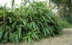 Giant Leaf Bamboo - Indocalamus Tessellatus - 3 Gallon Pot -Garden Care giant leaf bamboo