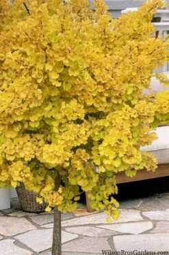 Mariken Dwarf Ginkgo Single Trunk Topiary Tree - 2 Gallon Pot -Garden Care ginkgo biloba mariken single trunk topiary tree 1