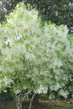 Grancy Graybeard - White Fringe Tree - 3 Gallon Pot -Garden Care grancy graybeard tree flowers 22 500x750 1