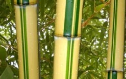 Gold Vivax Giant Timber Bamboo (Green Stripe Bamboo) - Phyllostachys Vivax 'Aureocaulis' - 3 Gallon Pot (2-4') -Garden Care green stripe vivax bamboo