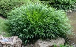 Hakone Japanese Forest Grass (Hakonechloa Macra) - 1 Gallon Pot -Garden Care hakonechloa macra hakone japanese forest grass 4