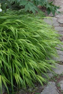 Hakone Japanese Forest Grass (Hakonechloa Macra) - 1 Gallon Pot -Garden Care hakonechloa macra hakone japanese forest grass 5