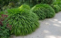 Hakone Japanese Forest Grass (Hakonechloa Macra) - 1 Gallon Pot -Garden Care hakonechloa macra hakone japanese forest grass 8