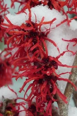 Diane Red Witch Hazel (Hamamelis X Intermedia) - 7 Gallon Pot -Garden Care hamamelis intermedia diane witch hazel 11