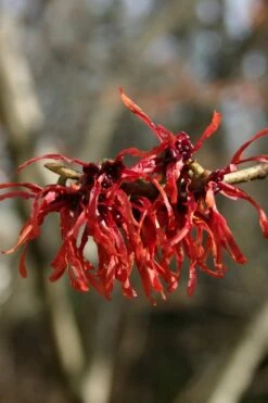 Diane Red Witch Hazel (Hamamelis X Intermedia) - 7 Gallon Pot -Garden Care hamamelis intermedia diane witch hazel 4