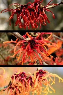 Diane Red Witch Hazel (Hamamelis X Intermedia) - 7 Gallon Pot -Garden Care hamamelis intermedia diane witch hazel 5