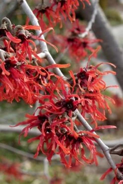 Diane Red Witch Hazel (Hamamelis X Intermedia) - 7 Gallon Pot -Garden Care hamamelis intermedia diane witch hazel 6