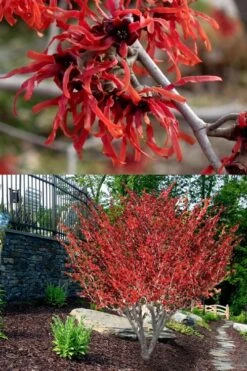 Diane Red Witch Hazel (Hamamelis X Intermedia) - 7 Gallon Pot -Garden Care hamamelis intermedia diane witch hazel 8
