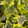 Gold Child Ivy (Hedera Helix) - 10 Pack Of Pint Pots