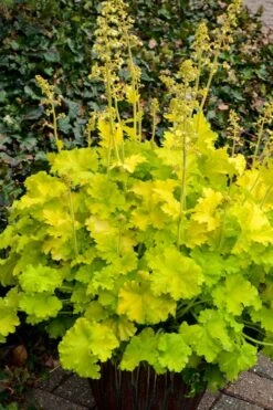 Twist Of Lime Heuchera (Coral Bells ) - 10 Pack Of Quart Pots -Garden Care heuchera twist of lime coral bells 10