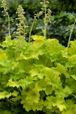 Twist Of Lime Heuchera (Coral Bells ) - 10 Pack Of Quart Pots -Garden Care heuchera twist of lime coral bells 11