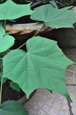 Confederate Rose Hibiscus (Rose Mallow) - 3 Pack Of Quart Pots -Garden Care hibiscus confederate rose leaves