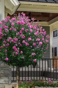 Lucy Rose Of Sharon (Single Trunk Tree) - 7 Gallon Pot (4-5')