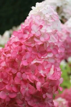 Vanilla Strawberry Hydrangea - 1 Gallon Pot 13 Vanilla Strawberry Hydrangea - 1 Gallon Pot -Garden Care hydrangea paniculata vanilla strawberry 20