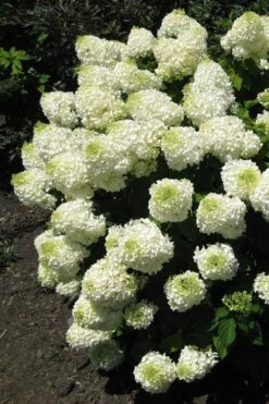 Silver Dollar Hydrangea - 3 Gallon Pot