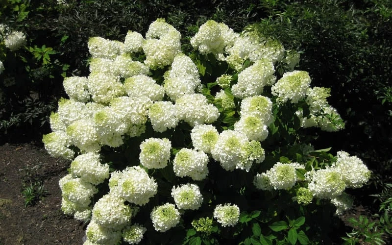 Silver Dollar Hydrangea - 1 Gallon Pot 5 Silver Dollar Hydrangea - 1 Gallon Pot - Image 5