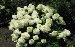 Silver Dollar Hydrangea - 3 Gallon Pot -Garden Care hydrangea silver dollar 2