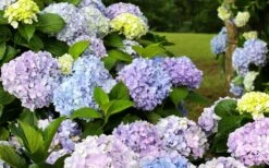 Dear Dolores Hydrangea - 3 Gallon Pot 10 Dear Dolores Hydrangea - 3 Gallon Pot -Garden Care hydrangea20dear20delores