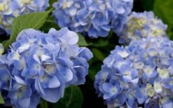 Dear Dolores Hydrangea - 3 Gallon Pot 11 Dear Dolores Hydrangea - 3 Gallon Pot -Garden Care hydrangea20dear20delores202