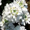 Snow Cone Candytuft (Iberis Sempervirens) - 5 Pack Of Quart Pots