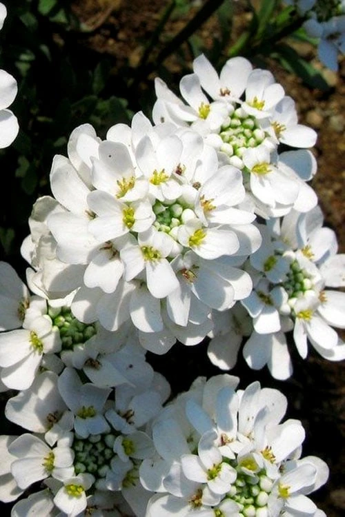 Snow Cone Candytuft (Iberis Sempervirens) - 5 Pack Of Quart Pots 1 Snow Cone Candytuft (Iberis Sempervirens) - 5 Pack Of Quart Pots